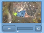 Click here to view movie